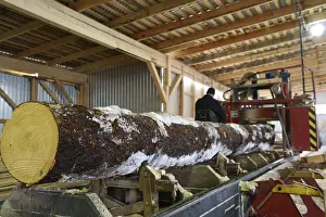 Timber Industry Production Imprime: Close-up of log and worker controls machine on background