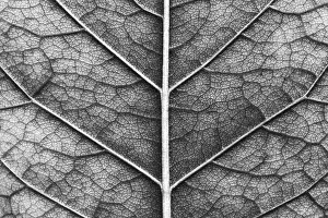 Deserted Agriculture Scene Imprime: Close-up of macro texture of leaf