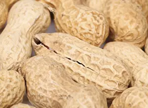 Studio Shot Of Peanuts Imprime: Close-up of some peanuts. background of some peanuts