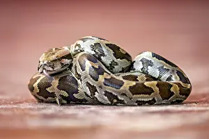 Wildlife Photography Sri Lanka Imprime: Close-up of a python with a distinctive pattern in brown and black on a red background