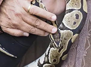 Python Imprime: Cámara cercana de una serpiente pitón siendo sostenida.