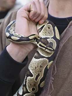 Impresiones de Corte de cerca de la serpiente pitón real o pitón de bola enrollada alrededor del brazo de su manipulador Pitón Bola Imprime: Cámara cercana de la serpiente pitón real o pitón de bola enrollada alrededor del brazo de su manipulador
