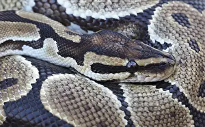 Impresiones de Corte de una imagen del Pitón Real, también conocido como Pitón de bola, que muestra su patrón complejo de escamas Pitón Bola Imprime: Cabeza cercana de una Pitón Real, también conocida como Pitón de Balta.