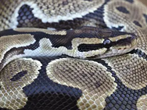 Nature Images Imprime: Close-up of a Royal Python, also known as a Ball Python