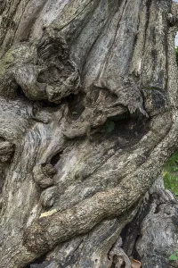 Deserted Tree Roots Imprime: Close-up of a tree root, tree