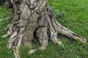 Deserted Tree Detail Imprime: Close-up of a tree root, tree
