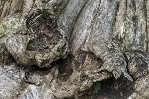 Deserted Tree Roots Imprime: Close-up of a tree root, tree