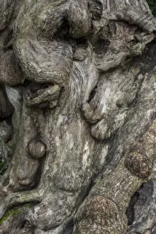 Deserted Tree Roots Imprime: Close-up of a tree root, tree