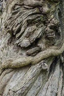 Deserted Tree Roots Imprime: Close-up of a tree root, tree