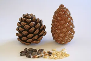 Pine Nut Photography Imprime: Closed and open pine cone, pine nuts with and without shell