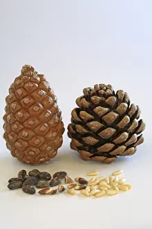 Pine Cone Photography Imprime: Closed and open pine cone, pine nuts with and without shell