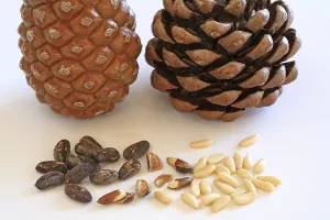 Pine Nut Photography Imprime: Closed and open pine cone, pine nuts with and without shell