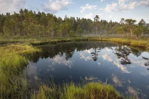 Impresiones de La reflexión en la nube de un lago de turbera, Reserva Natural Knuthojdsmossen, Vastmanland, Suecia, julio 2018 La reflexión en la nube de un lago de turbera, Reserva Natural Knuthjdsmossen Lago Imprime: Reflejo en una laguna de brezal.