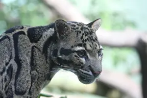 Impresiones de Gato de las nubes Leopardo Nublado Imprime: Gato de la niebla.