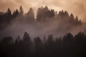 Bavaria Evening Light Imprime: Clouds of mist between the trees in the evening light