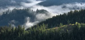 Misty German Countryside Imprime: Clouds in the Thuringian Forest