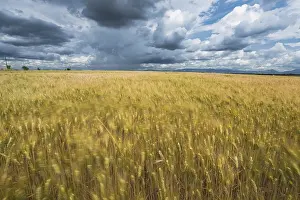 Cloudy Dramatic Sky Imprime: Cloudy dramatic sky over blurred fields