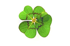 Four Leaf Clover Symbol Imprime: Cloverleaf