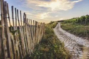 Deserted Austrian Road Imprime: Cobblestone path through the vineyards