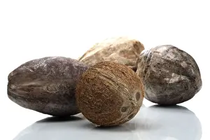 Studio Shot Of Coconuts Imprime: Coconuts