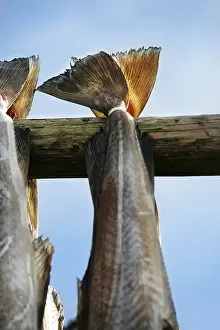 Impresiones de Secado de bacalao en estantería Bacalao Del Atlántico Imprime: Secado de bacalao en estantería.
