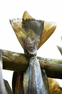 Impresiones de Secado de bacalao en estante Bacalao Del Atlántico Imprime: El cod seco en una rejilla.