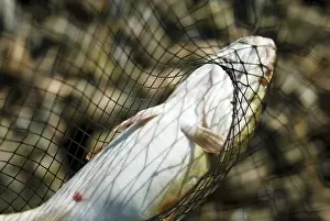 Impresiones de Cangrejo - red de mano - capturado - atrapado Bacalao Del Atlántico Imprime: Cangrejo - red de mano - capturado - atrapado