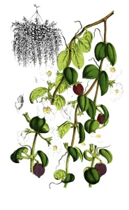 Indoor Leafy Plants Decoration Imprime: Codomamthe devosiana, Codonanthe