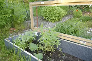 Cold Frame Gardening Imprime: Cold frame