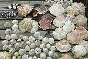 Concha Imprime: Colección de conchas.