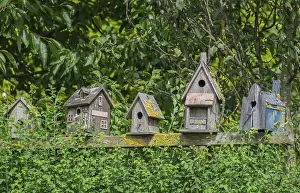 Nesting Aid For Birds Imprime: Collection of weathered nesting boxes