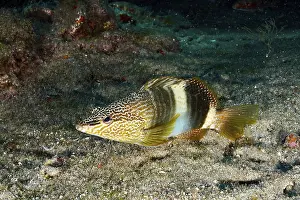 Impresiones de Un pez escribano de patrón colorido (Serranus scriba) suspendido sobre el lecho marino, rodeado de rocas y algas marinas, en el sitio de buceo Pasito Blanco Reef, Arguineguin, Gran Canaria, España Wrasse Imprime: Un escritor de patrón coloreado (Serranus scriba) suspendido sobre el lecho marino.