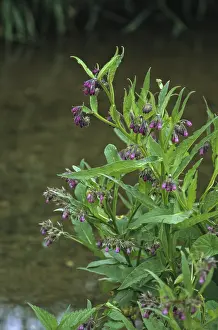Medicinal Flora Imprime: Comfrey, comfrey, comfrey, comfrey
