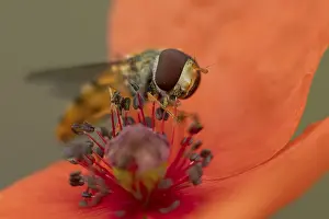 Common Hoverfly Imprime: Common hoverfly (Eupeodes corollae) adult insect feeding on pollen from a red Common field poppy (Papaver rhoeas)