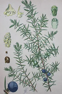 Impresión enmarcada : Junípero común (Juniperus communis) Impresión enmarcada : Junípero común (Juniperus communis)
