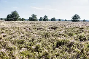 Juniperus Communis Imprime: Common juniper (Juniperus communis)
