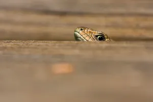 Scaled Reptile Species Imprime: Common Lizard