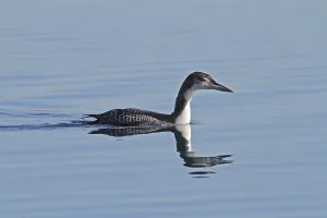 Common Loon Imprime: Common loon
