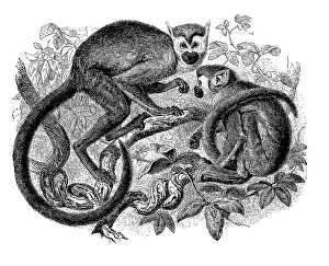 Common Squirrel Monkey Image Imprime: Common squirrel monkey (Saimiri sciureus)