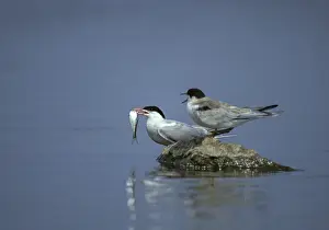 Aquatic Bird Life Imprime: Common tern, common tern, sterna hirundo