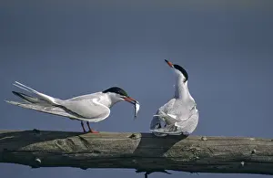 Natural Environment Imprime: Common tern, common tern, sterna hirundo