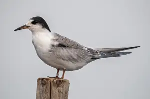 Juvenile Birds Imprime: Common tern, common tern, sterna hirundo