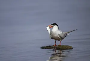 Wading Bird Images Imprime: Common tern, common tern, sterna hirundo