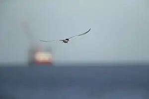 Wading Birds Europe Imprime: Common tern (Sterna hirundo)