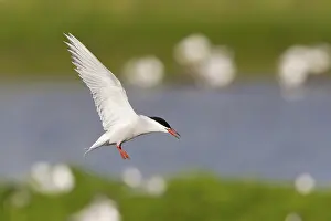 Wading Birds Europe Imprime: Common Tern (Sterna hirundo), in flight