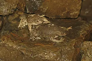 Common Toad Imprime: Common toad, Bufo bufo