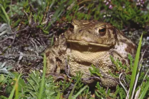 Common Toad Imprime: Common toad, Bufo bufo