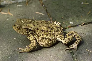 Common Toad Imprime: Common Toad, Bufo Bufo, Common Toad