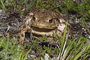 Common Toad Imprime: Common Toad, Bufo Bufo, Common Toad