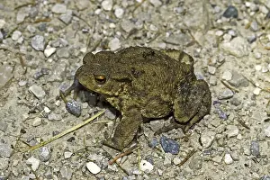 Common Toad Imprime: Common Toad, Bufo Bufo, Common Toad